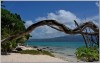 A Tropical Paradise